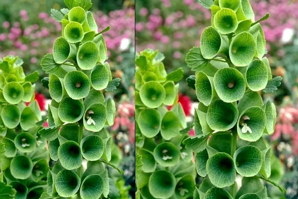 Moluccella laevis