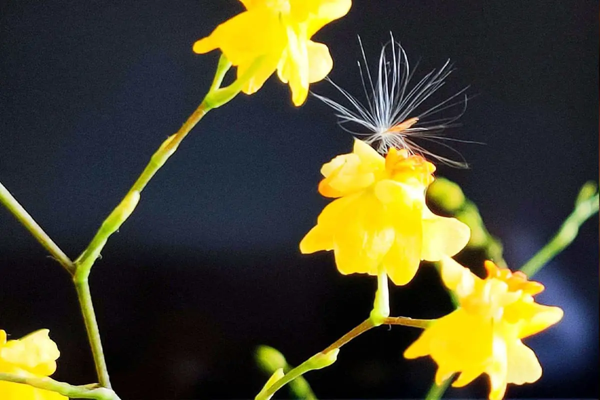 Oncidium hybridum