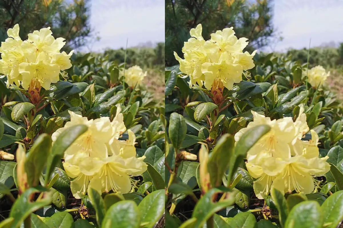 Rhododendron aureum