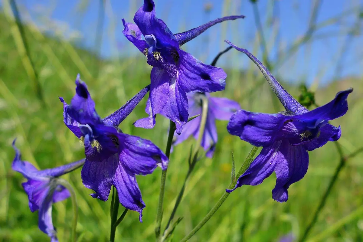 Rittersporn (Delphinium grandiflorum)