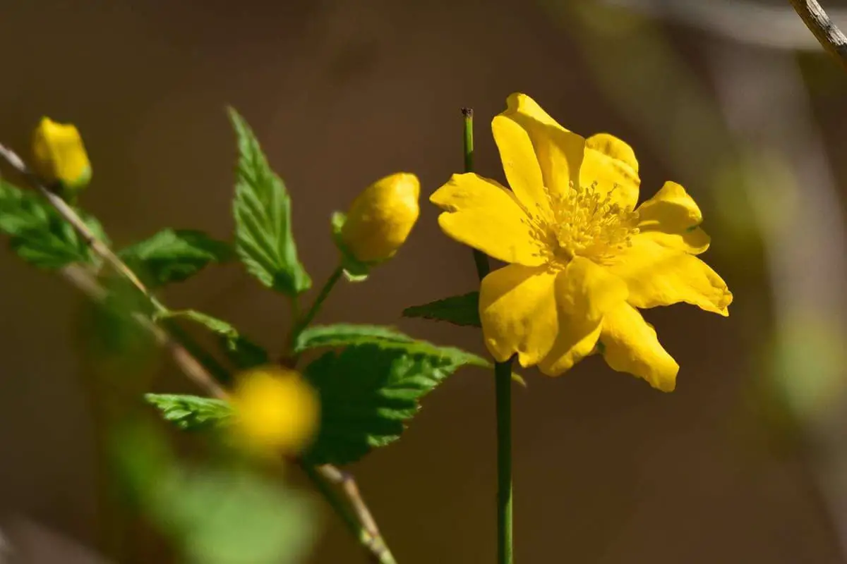 Kerria japonica
