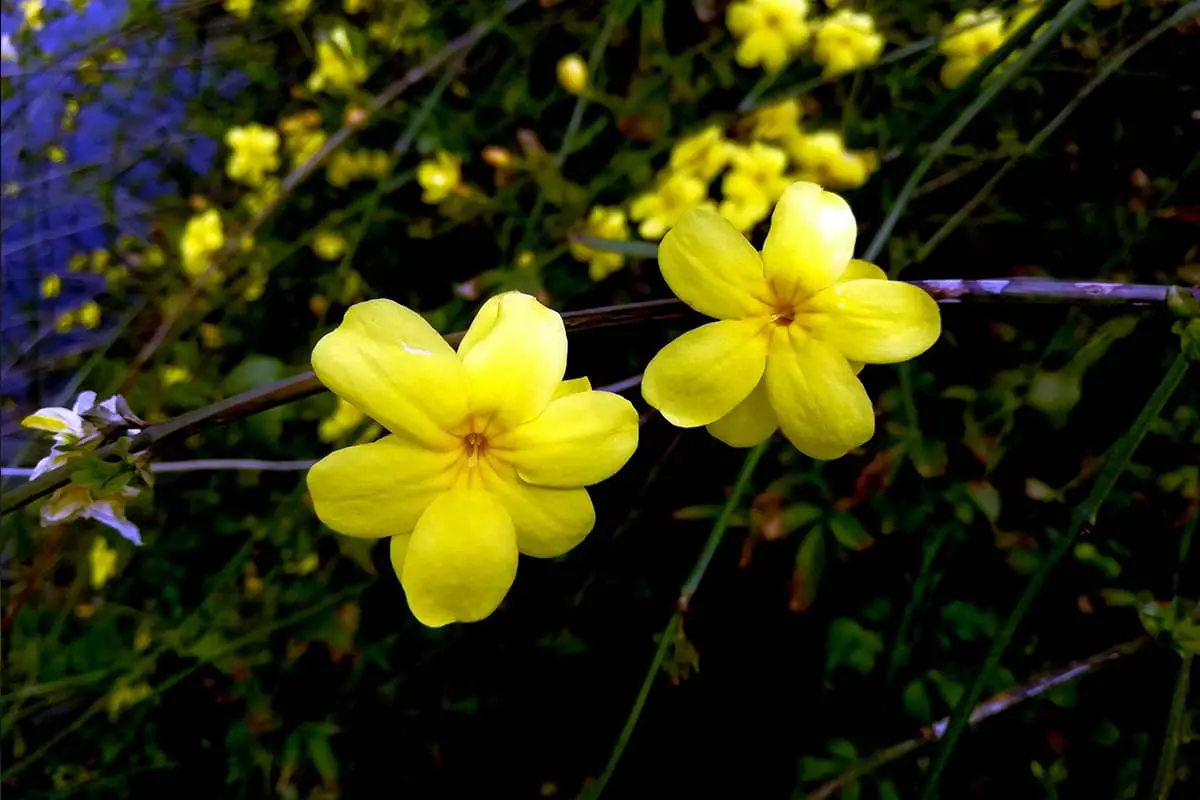 Jasminum nudiflorum