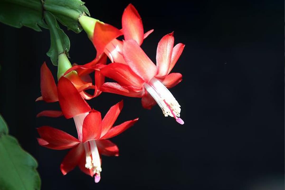 Schlumbergera truncata