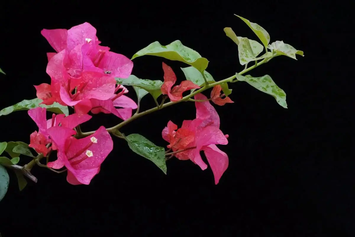 Bougainvillea spectabilis
