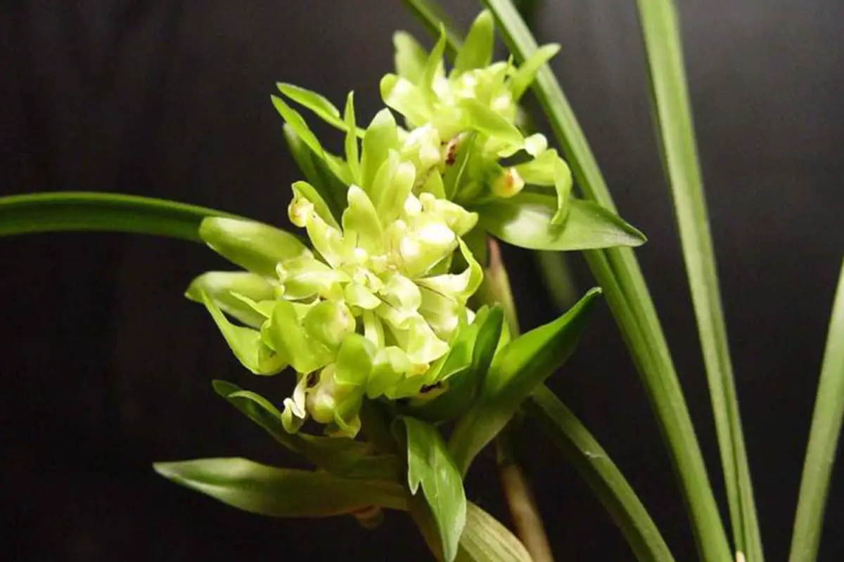 Cymbidium goeringii