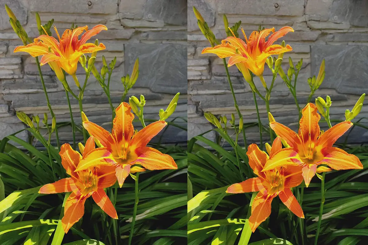 Hemerocallis hybrid