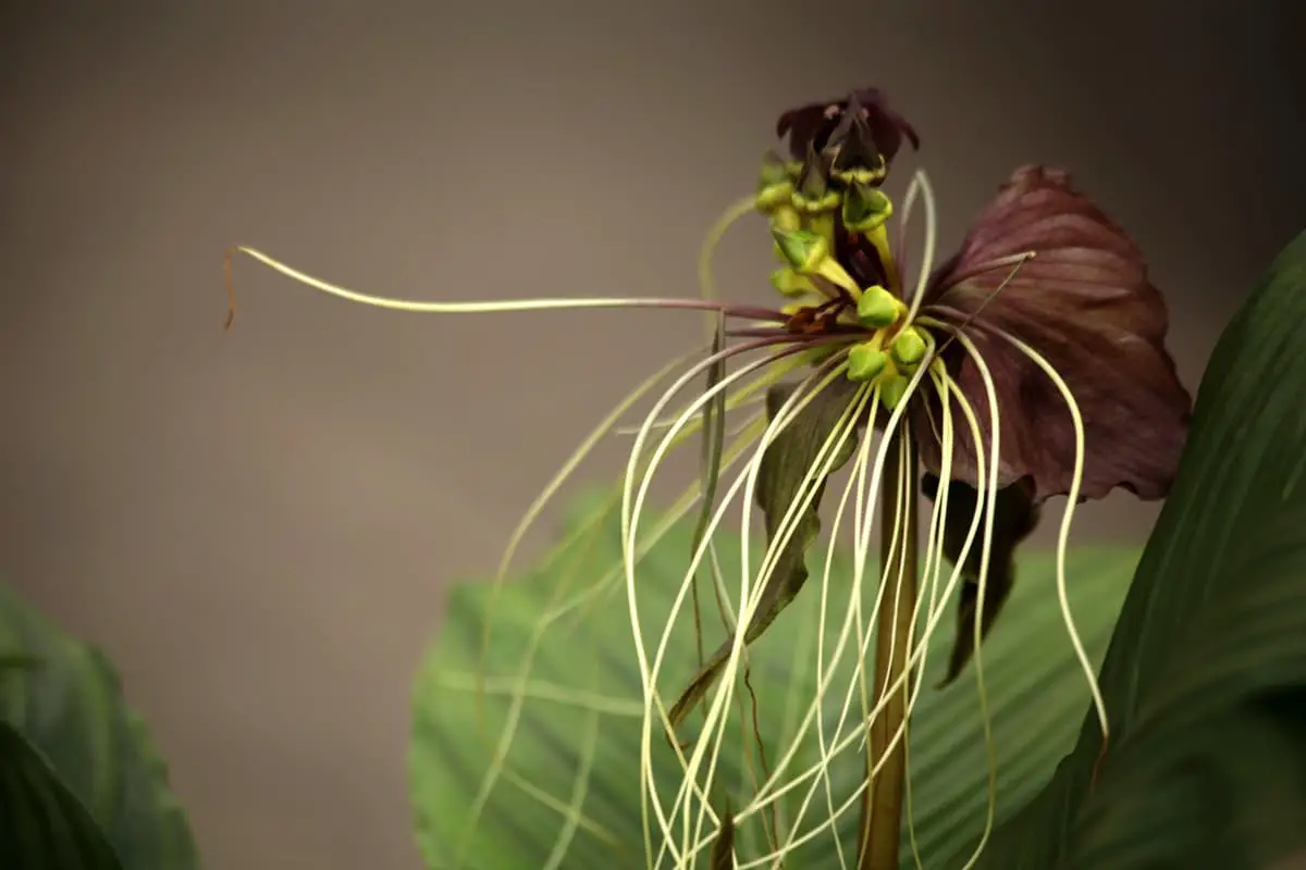 Tacca chantrieri