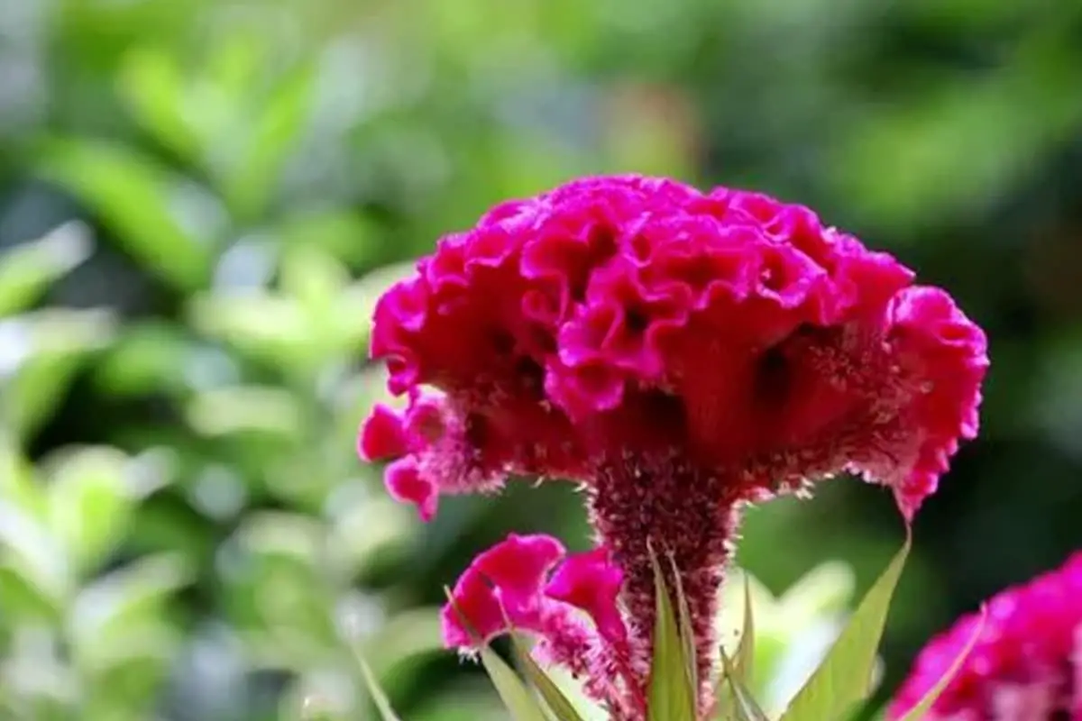 Celosia cristata