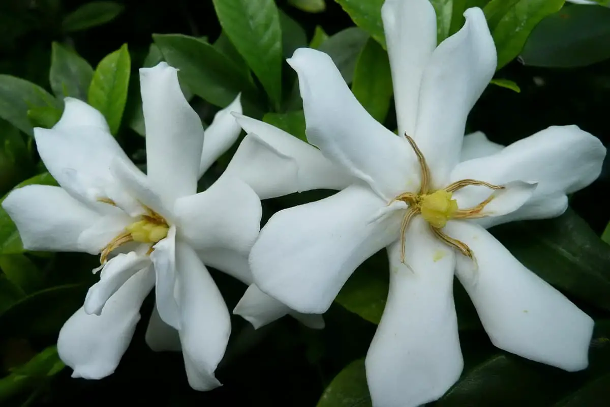 Gardenia Ellis fortuniana