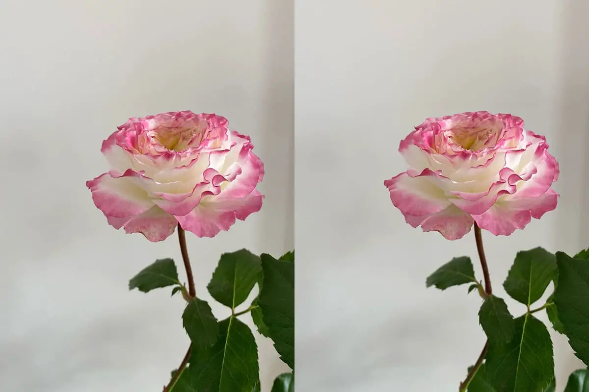 Rosa Chinensis Viridiflora