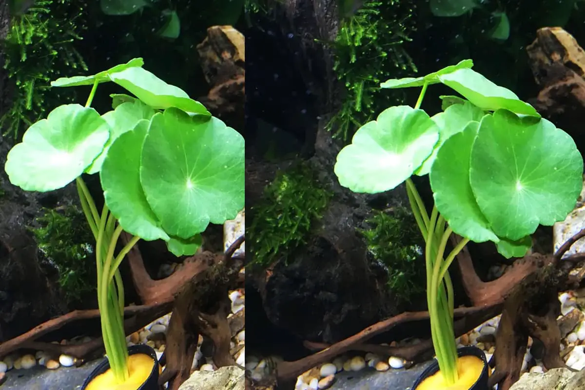 Hydrocotyle vulgaris