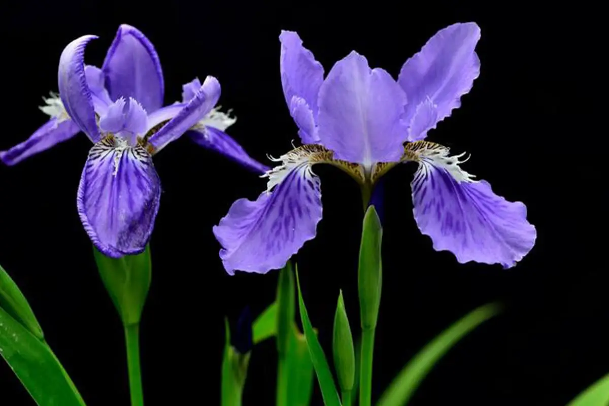 Iris Germanica