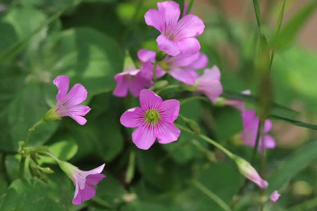 Oxalis Corniculata