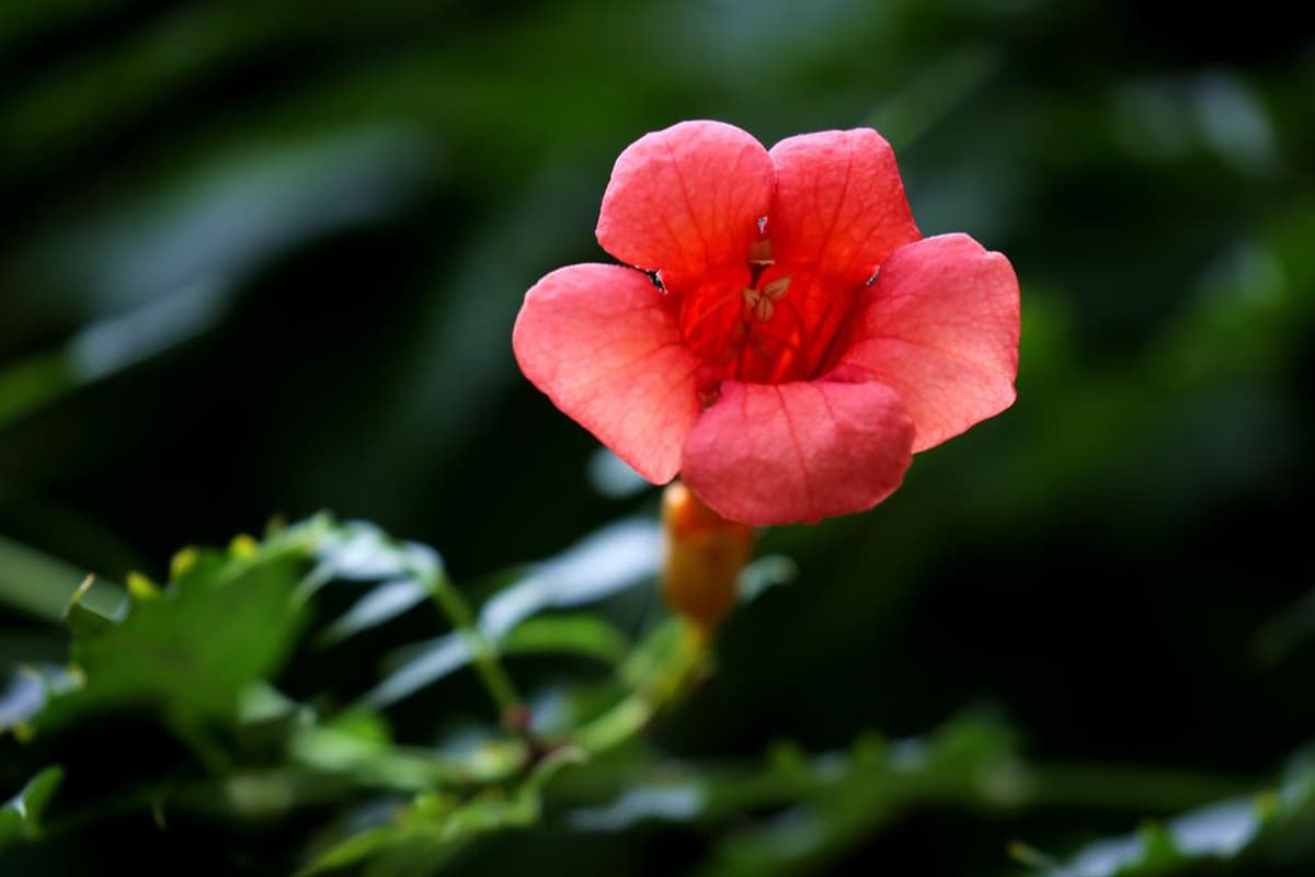 Campsis grandiflora