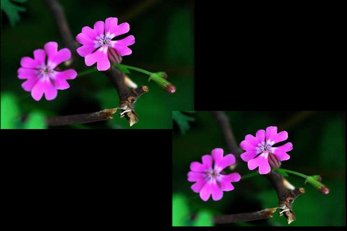 Silene Pendula 