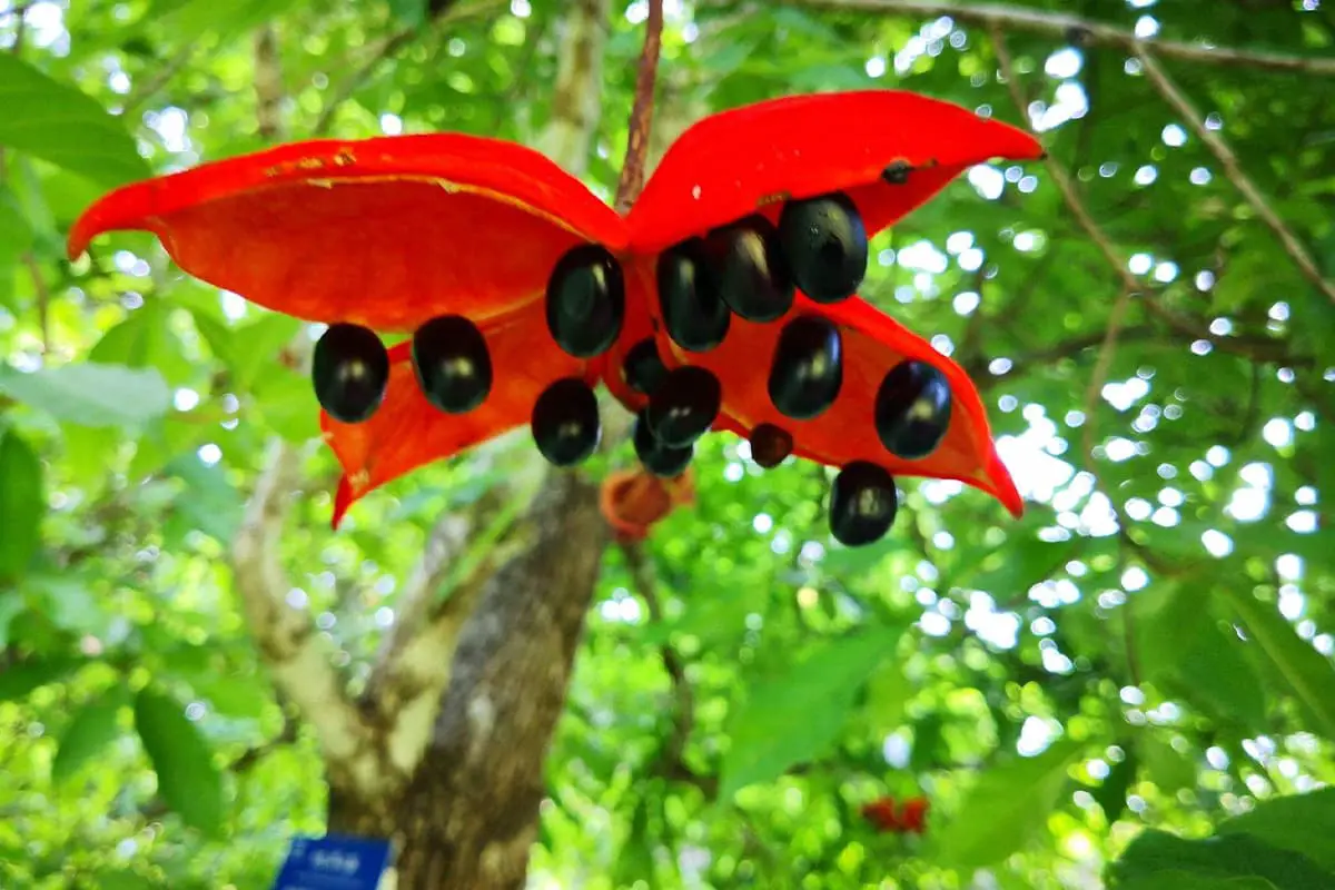 Sterculia Lanceolata 