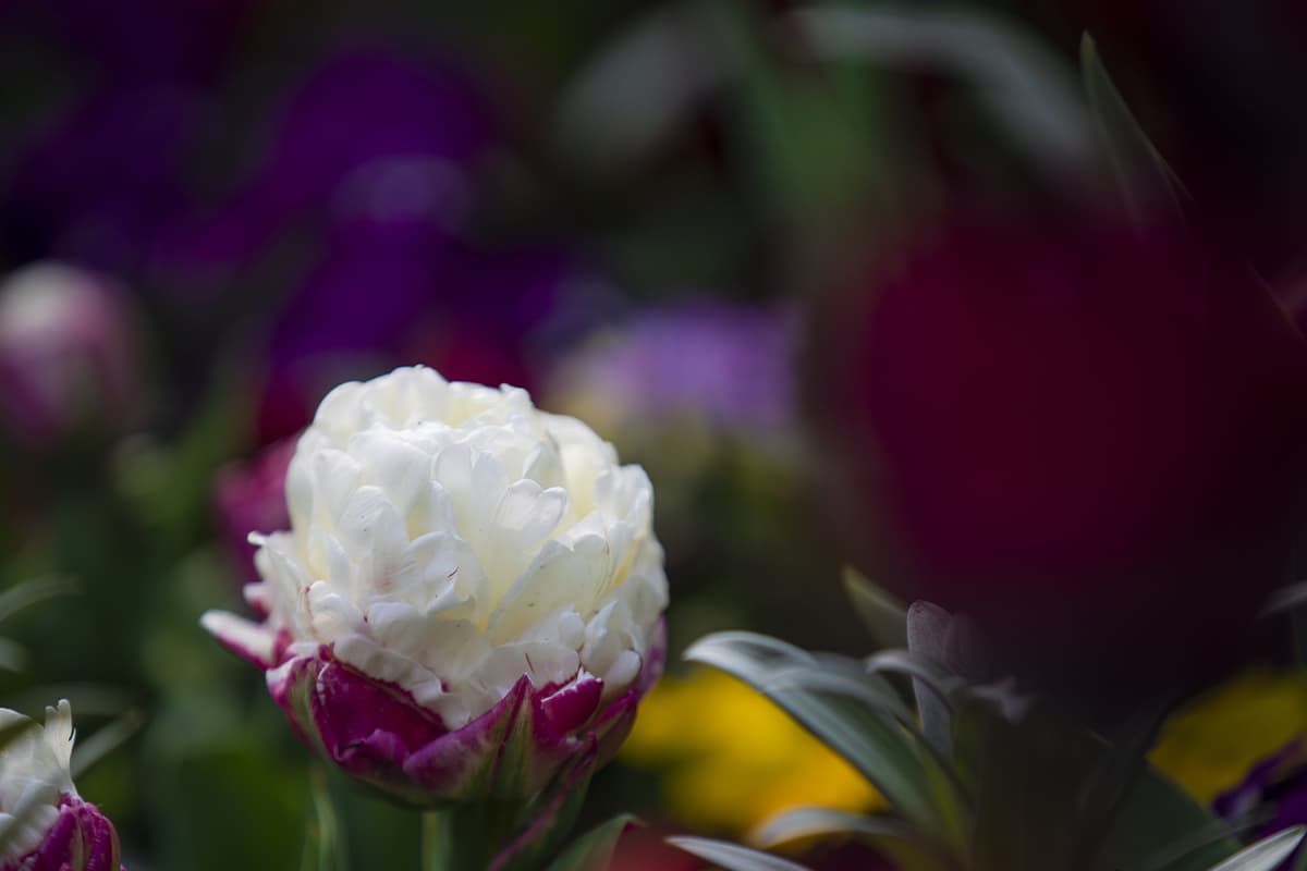 Saiba mais sobre a tulipa Ice Cream: Noções básicas, crescimento e cuidados
