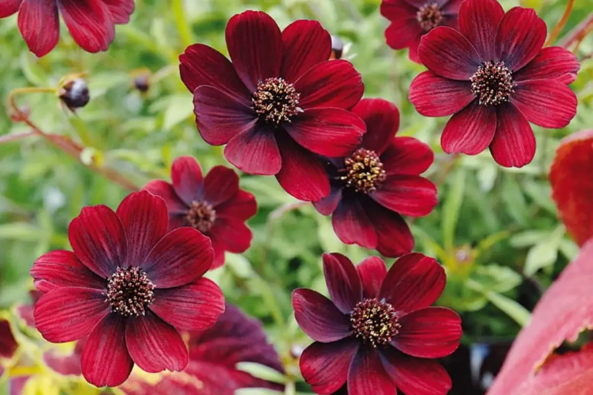Learn About the Chocolate Cosmos: Basics, Growth and Care