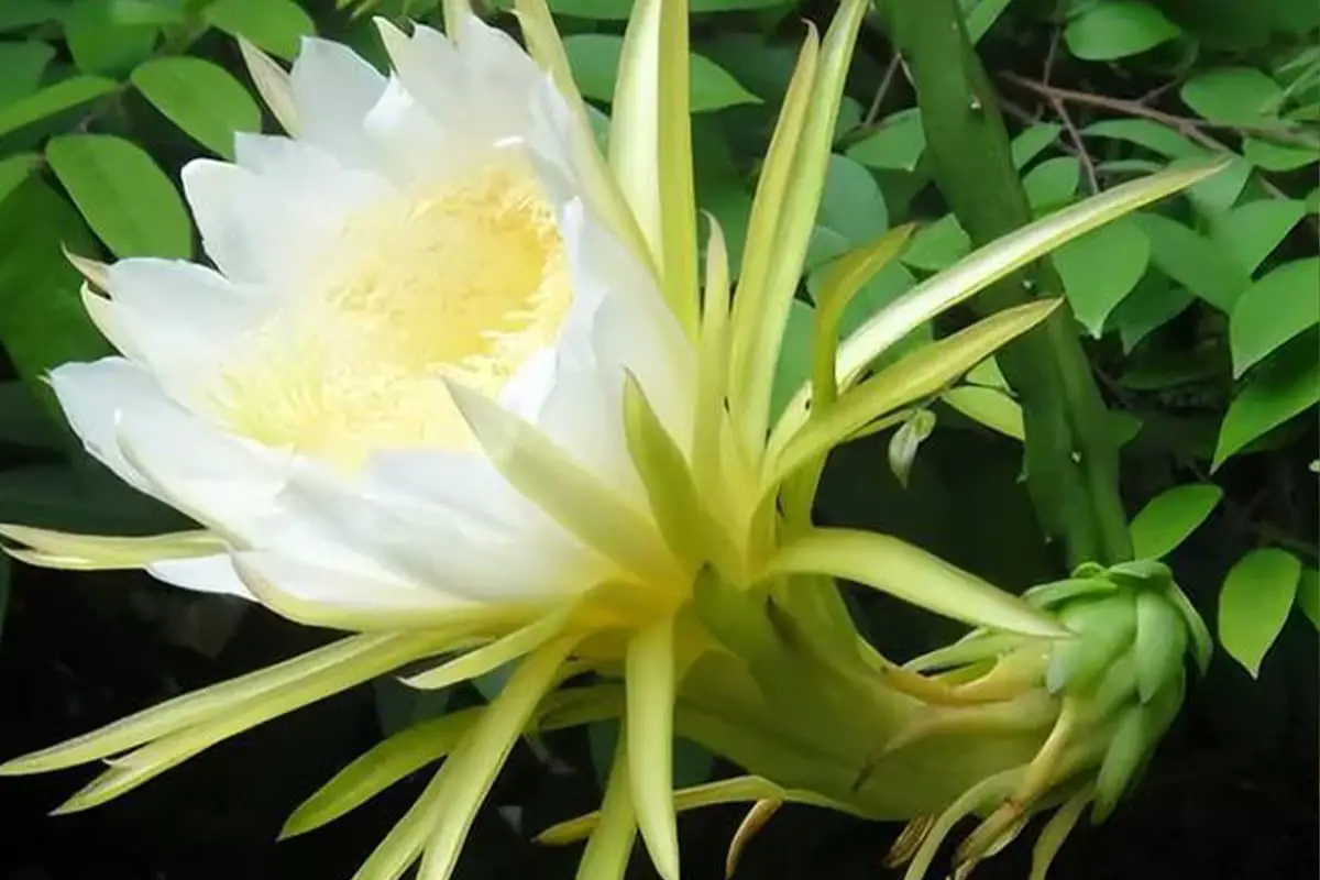 Learn About The Night Blooming Cereus: Basics, Types, Growth & Care, Value and More