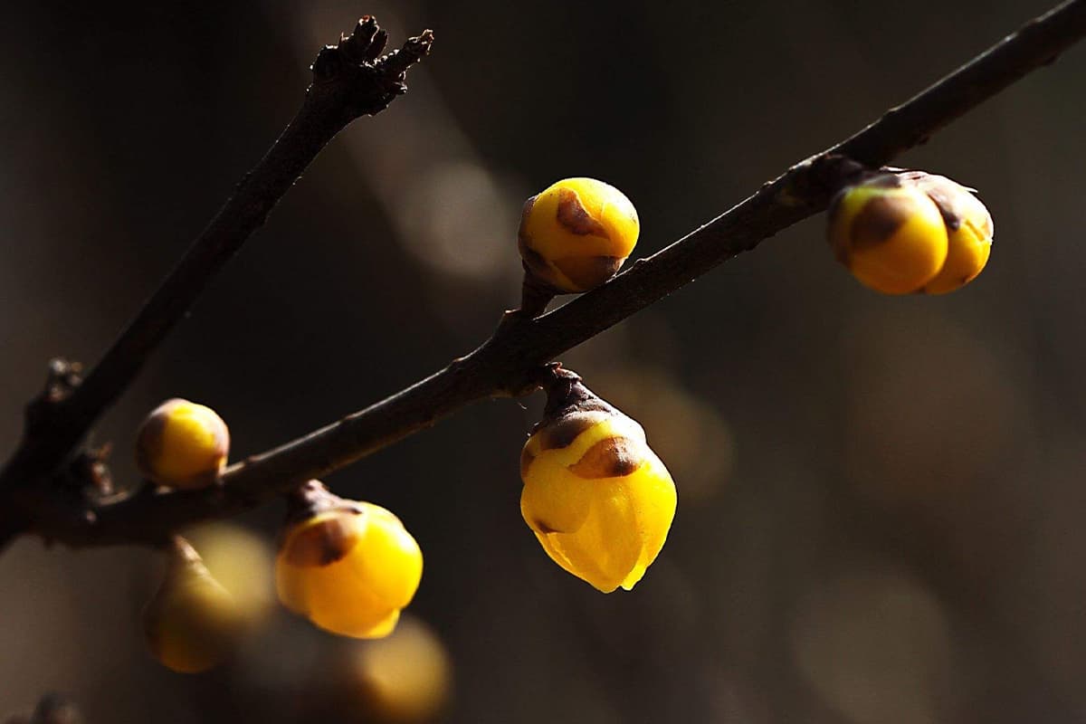Chimonanthus praecox