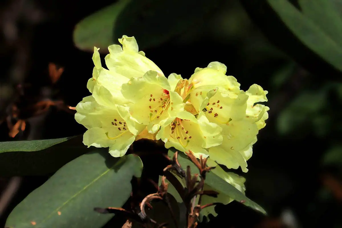 Rhododendron indicum, een kwetsbare plant onder bescherming op nationaal niveau III