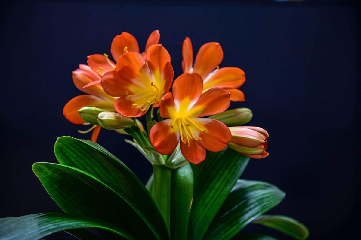  Clivia