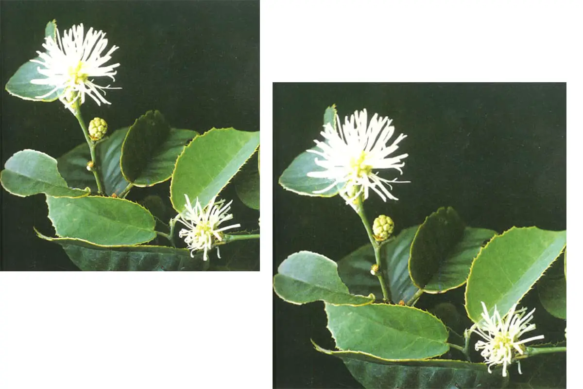 Sida Medicine Gate Flower