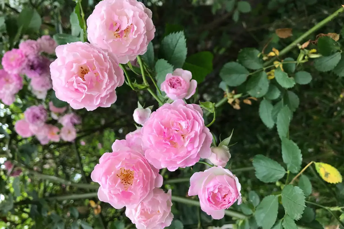 Rose, Blooming period: May - June