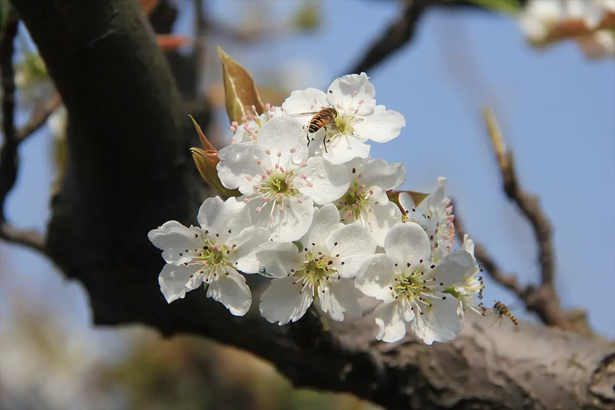 Pear Blossoms, Blooming period: March-May