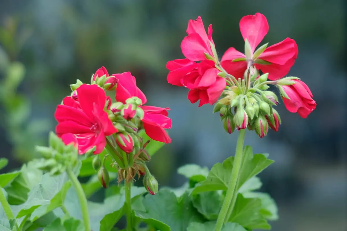 Geranium