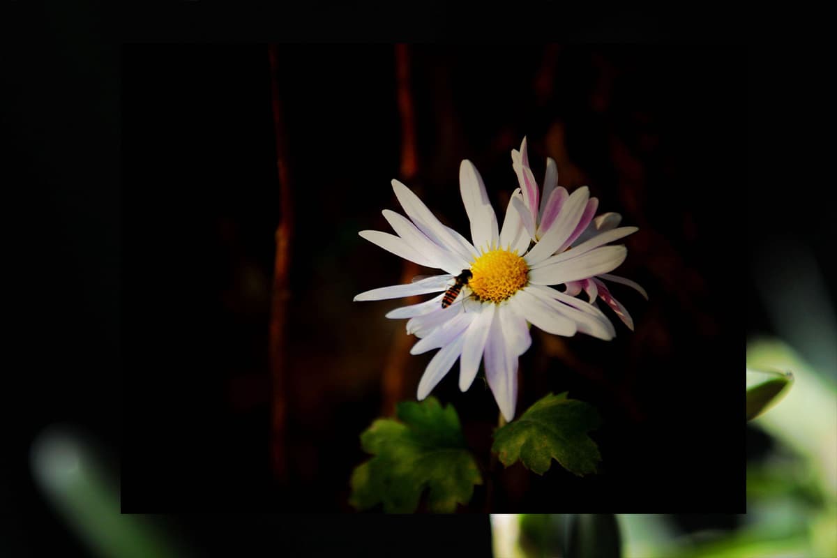 Winter Chrysanthemum, Blooming from December to February