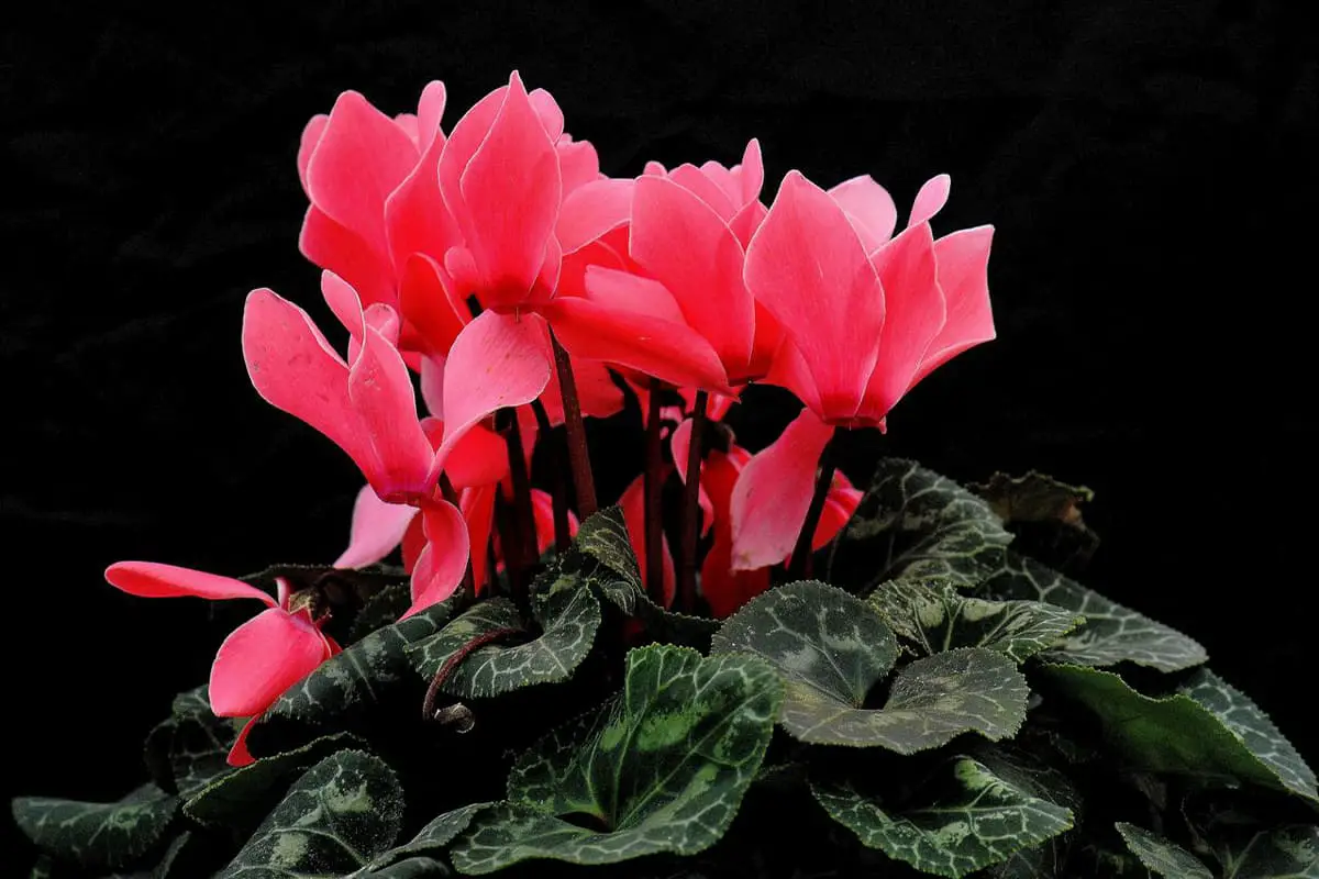 Learn About The Cyclamen Persicum: Basics, Types, Growth & Care, Value and More