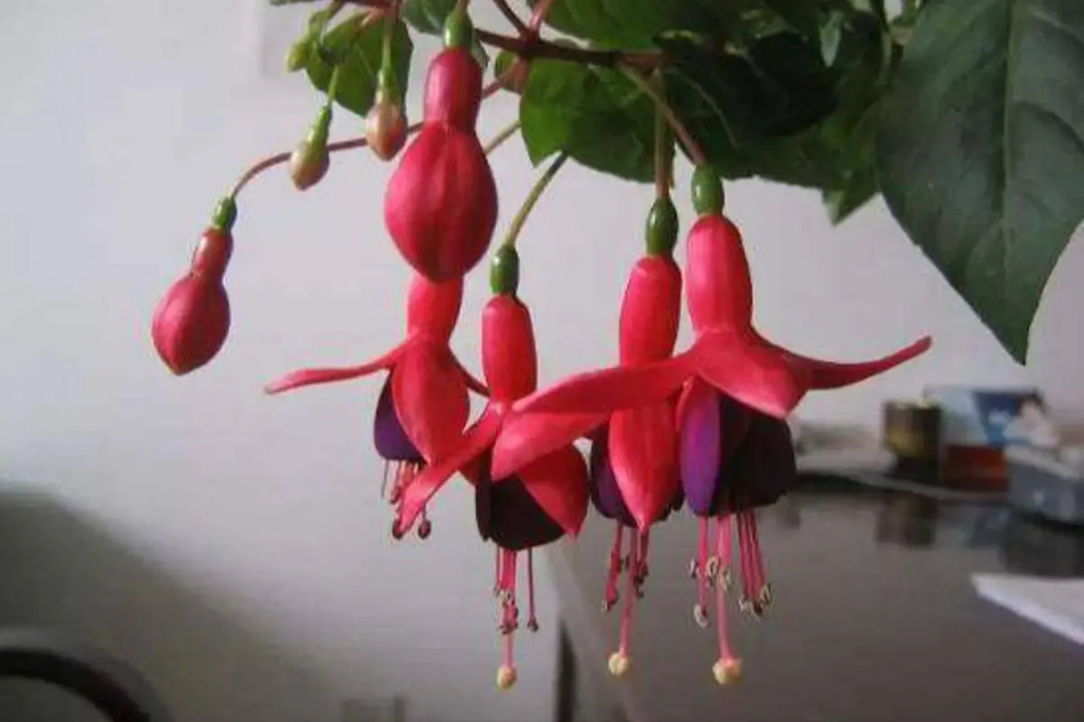 Scopri la Fuchsia Hybrida: nozioni di base, tipi, crescita e cura, valore e molto altro ancora.