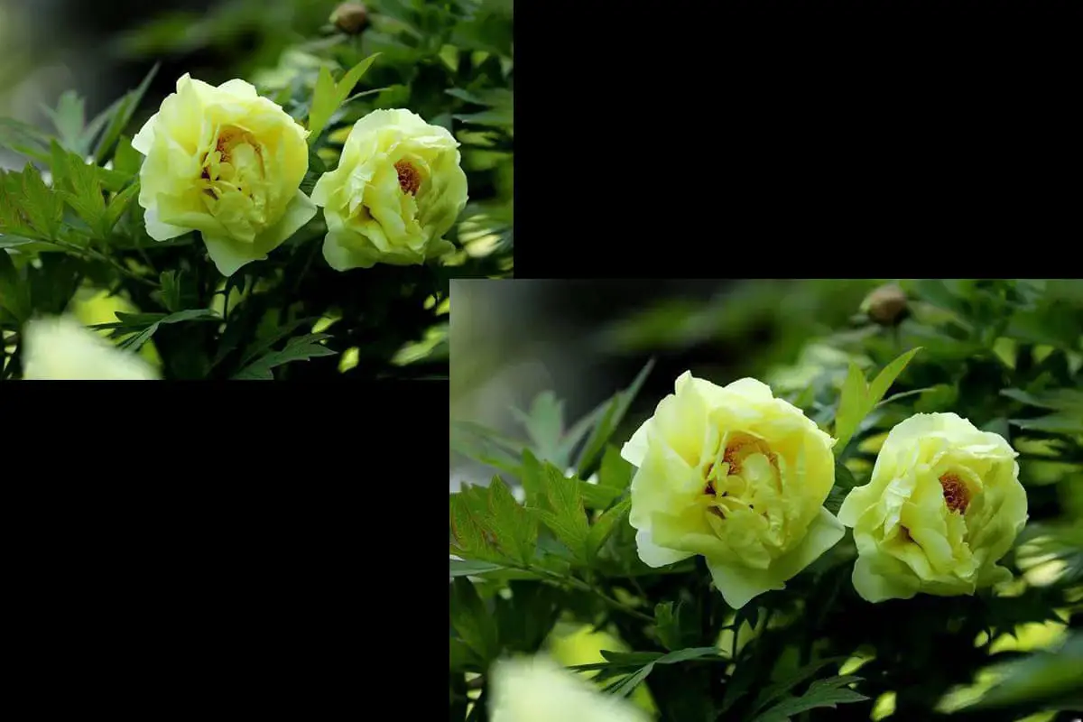 Paeonia suffruticosa