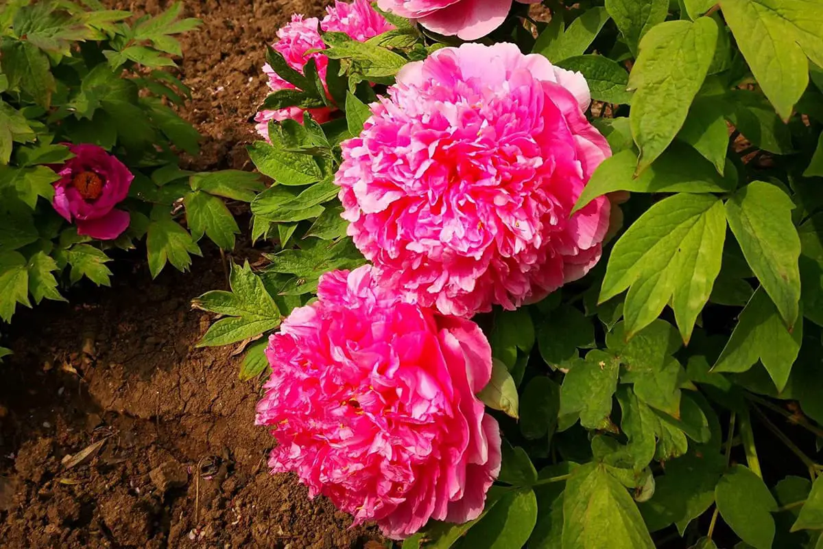 Paeonia suffruticosa