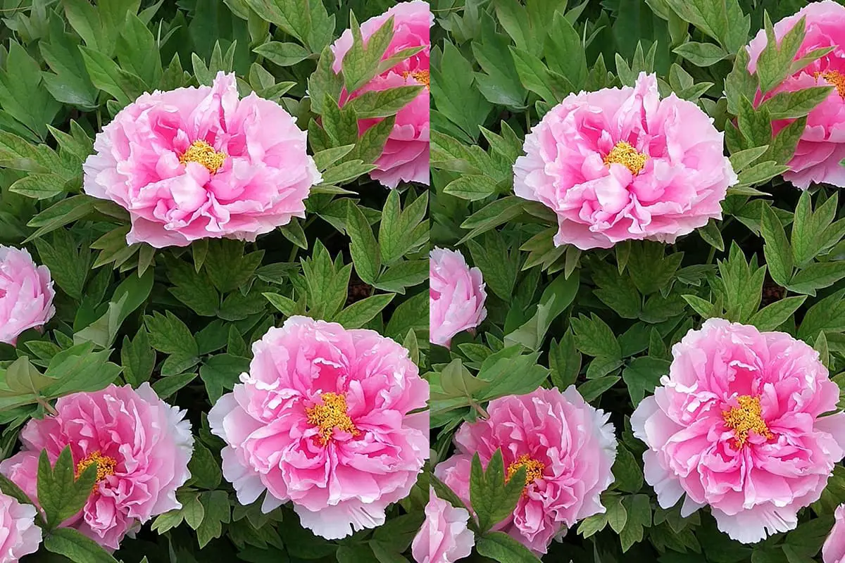 Paeonia suffruticosa