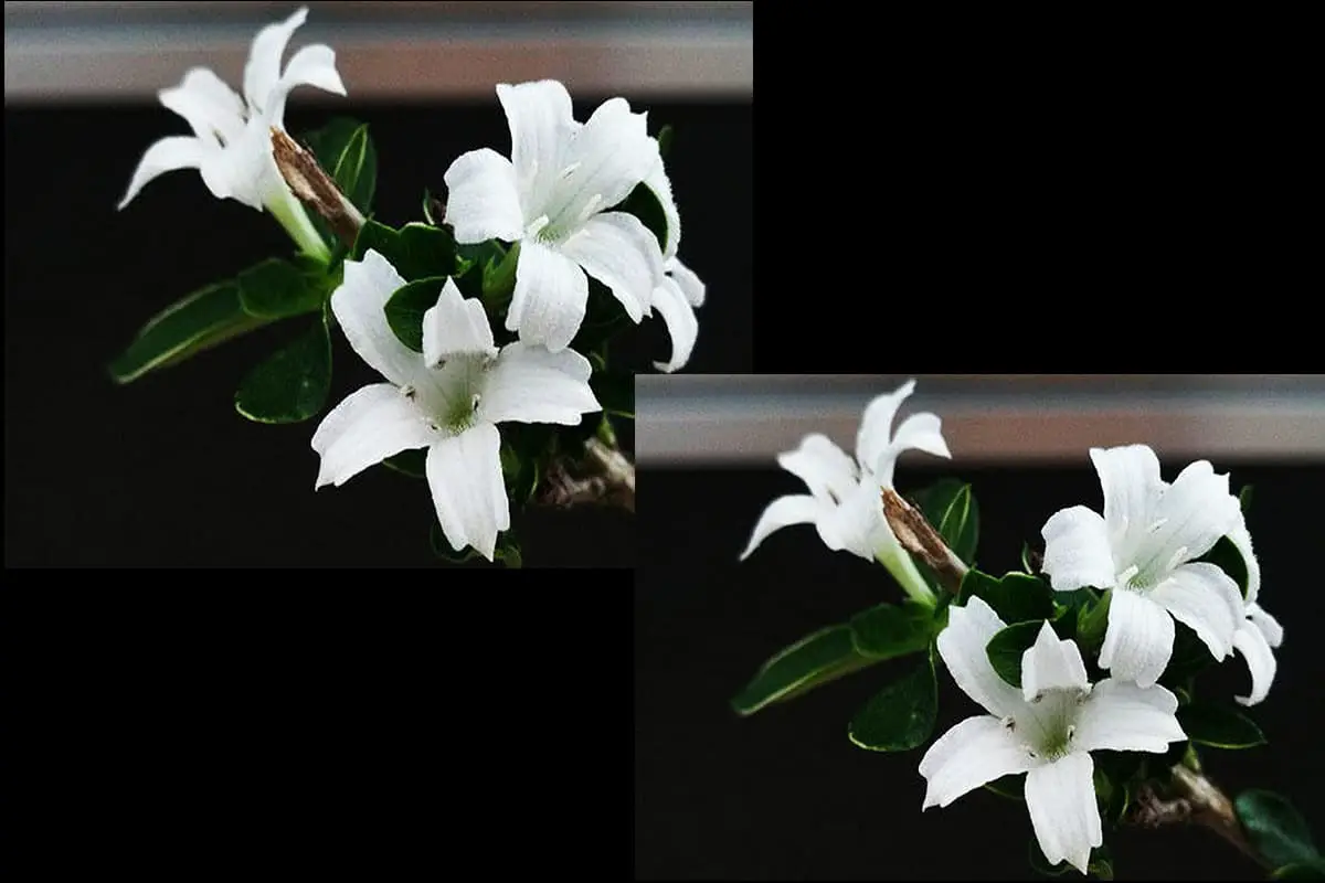 Serissa foetida