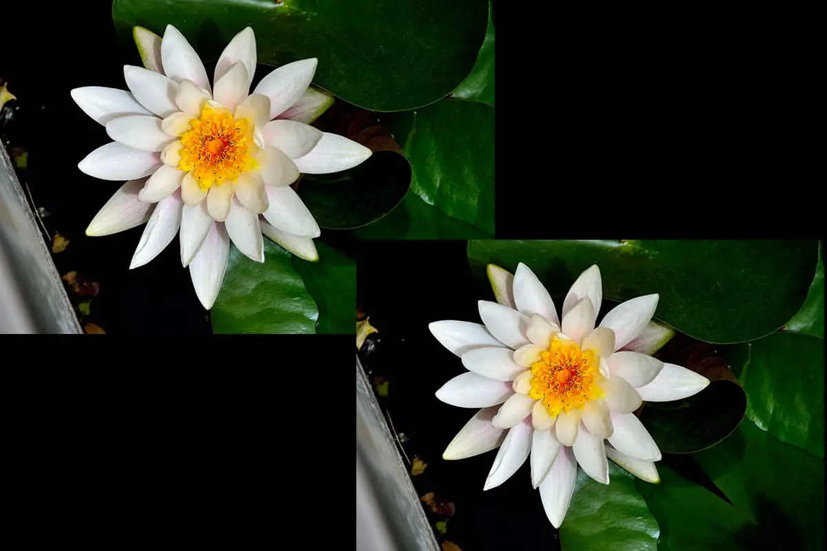 Nymphaea alba