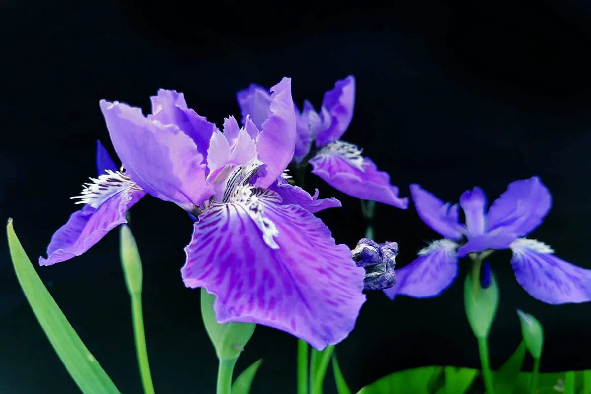Iris germanica