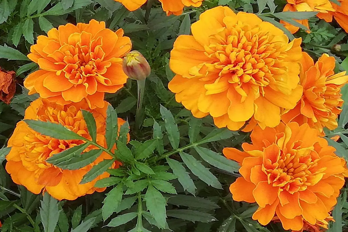 Tagetes erecta