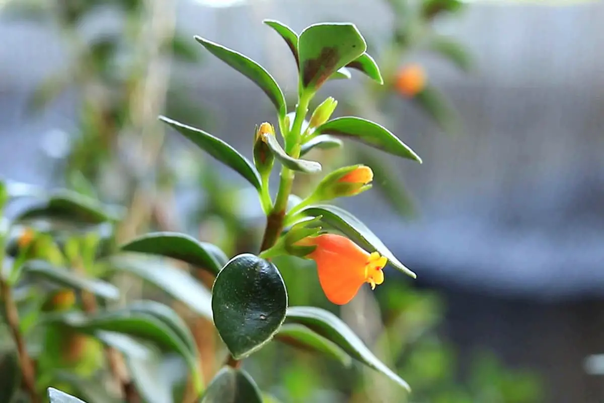 Nematanthus wettsteinii