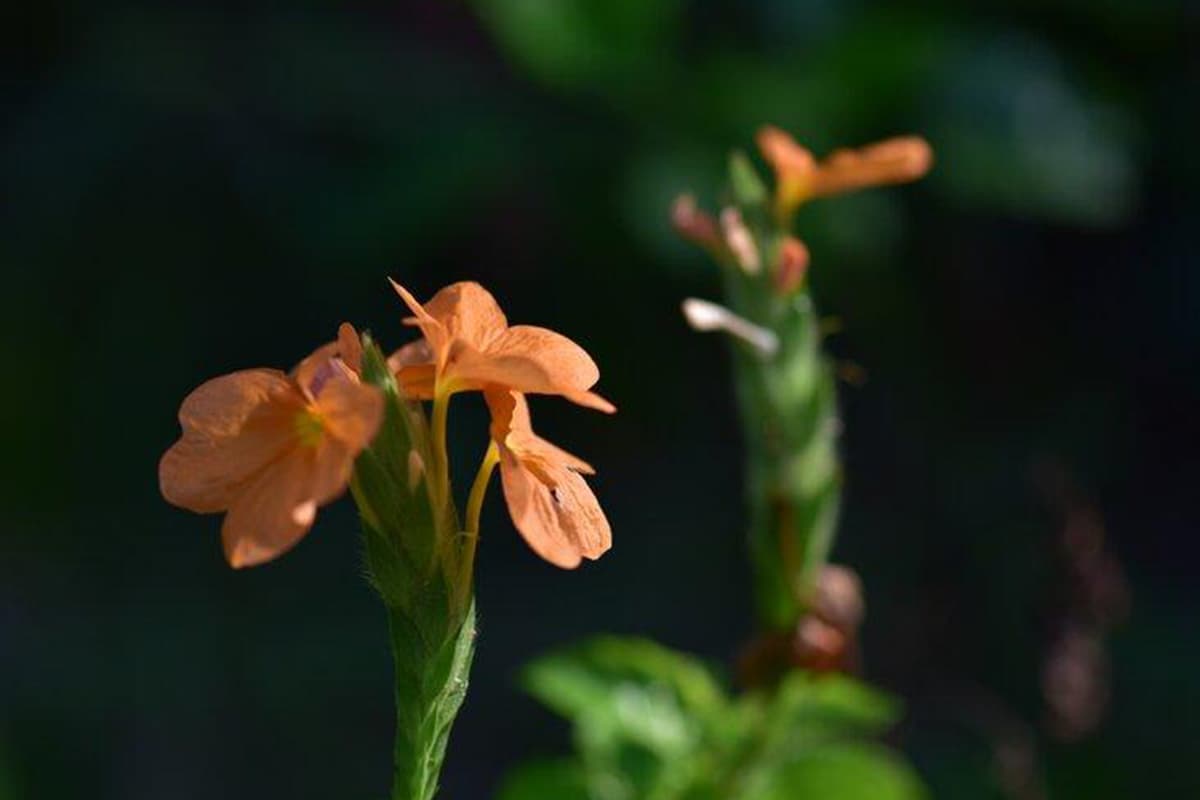 Crossandra infundibuliformis