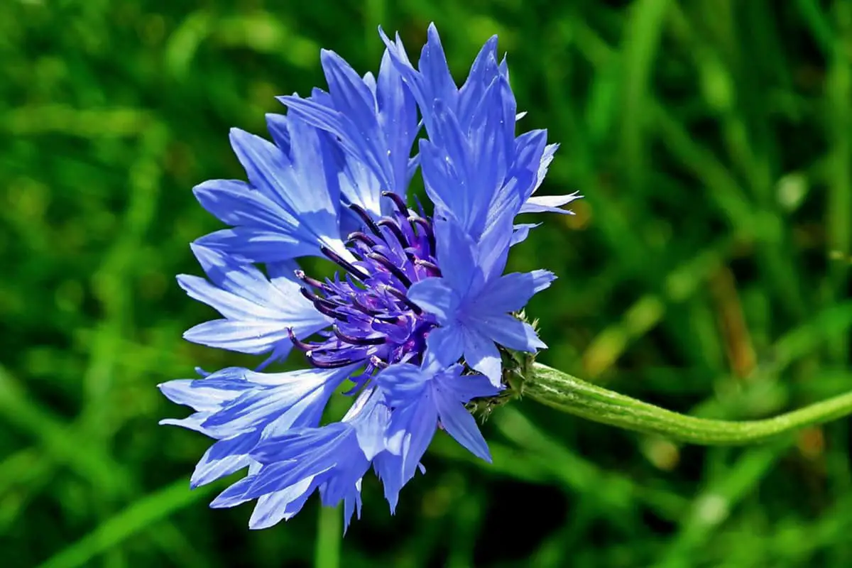 Centaurea cyanus