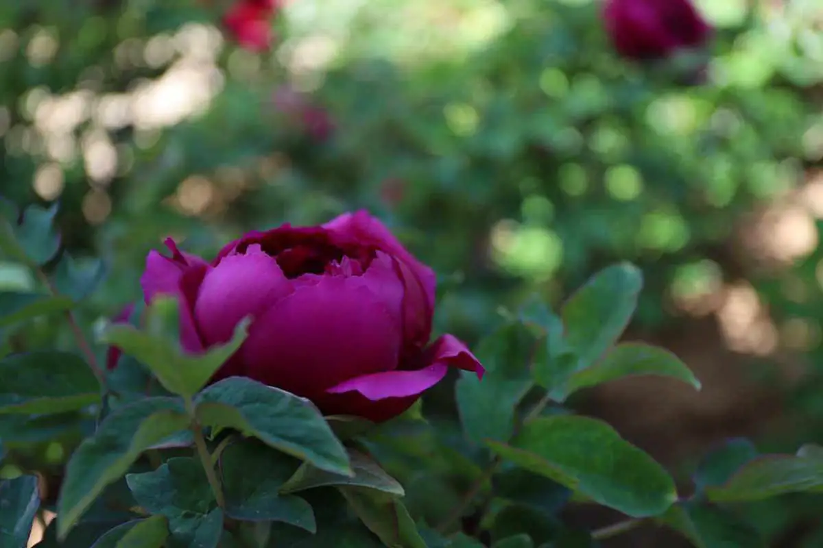 Paeonia suffruticosa