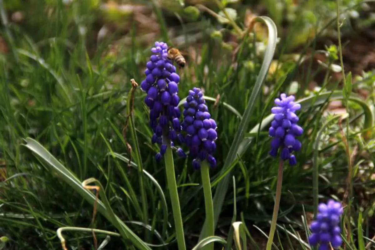 Muscari botryoides