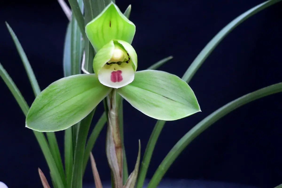 Freudiger Morgen Pflaumenblüte