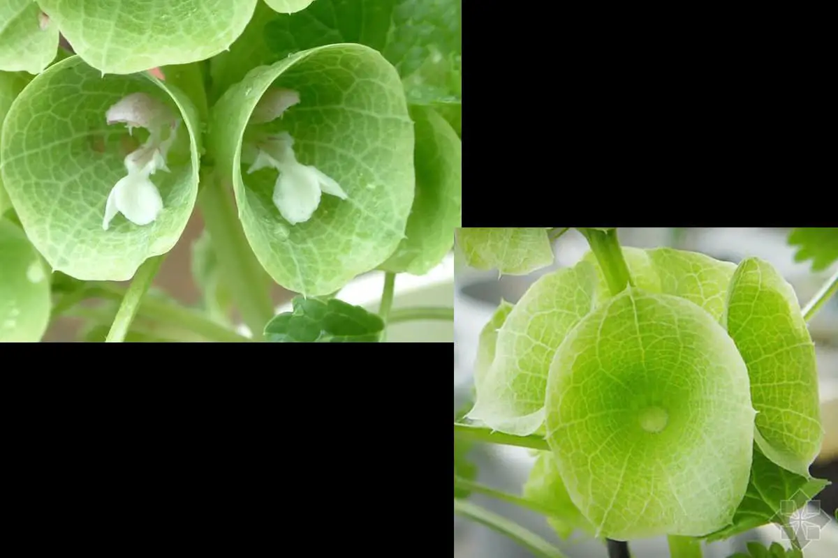 Moluccella laevis