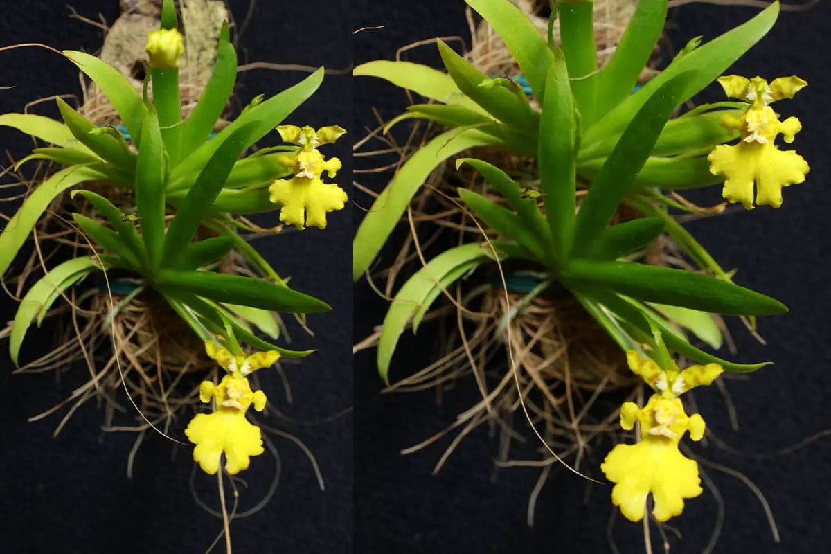 Oncidium hybridum