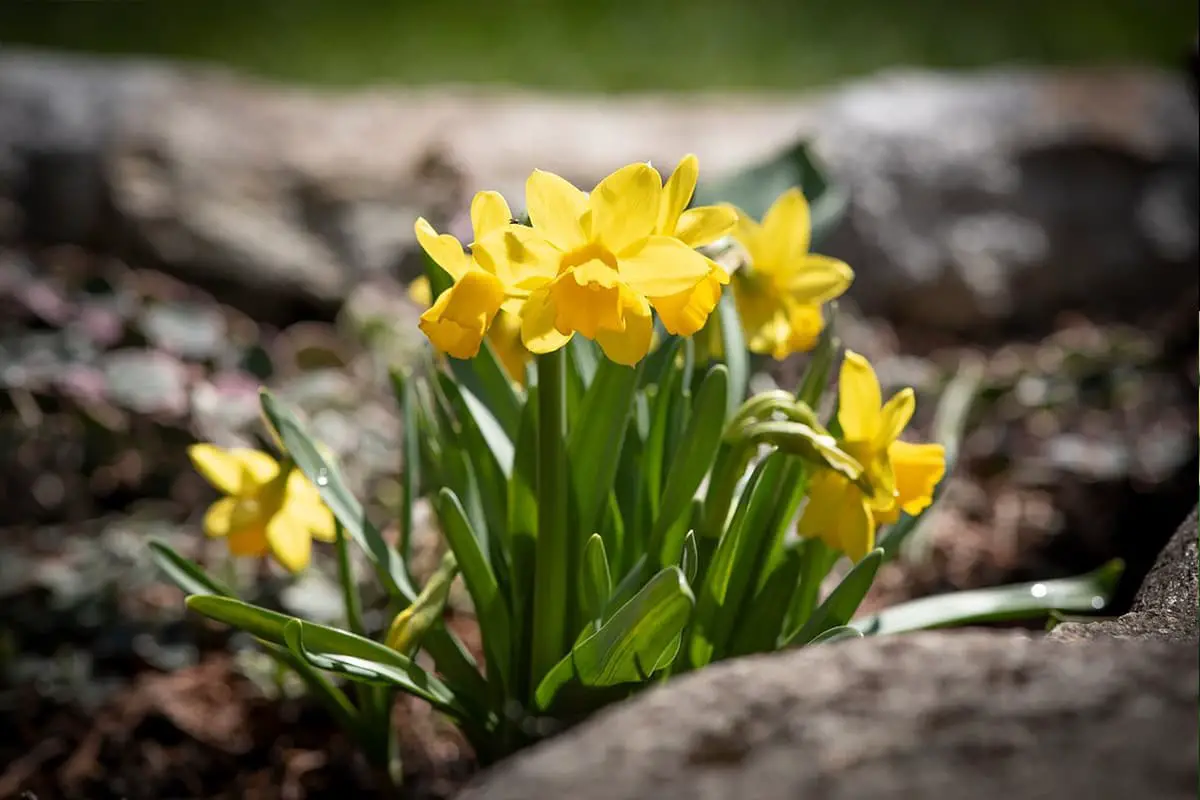 Narcissus pseudonarcissus