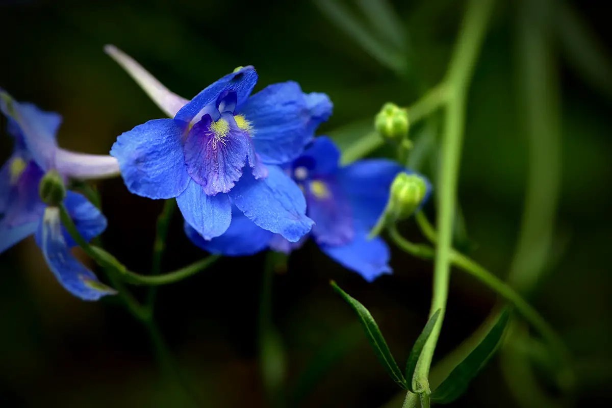 Rittersporn (Delphinium grandiflorum)